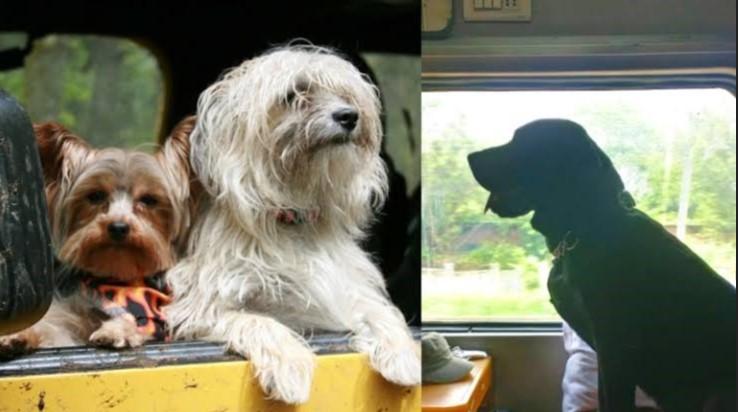 Que animais podem viajar de trem?